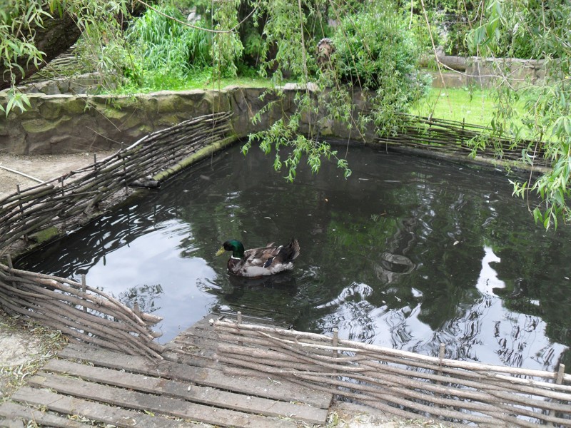 ZOO Stropkov  2010  4.JPG