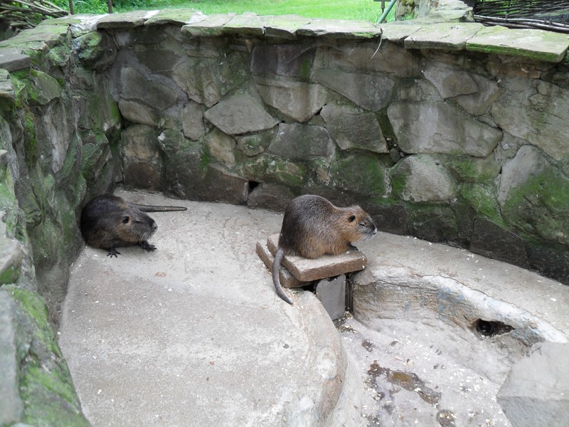 ZOO Stropkov  2010  5.JPG