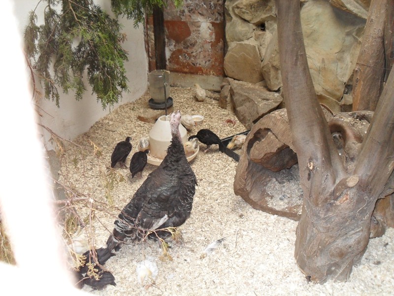 ZOO Stropkov  2010  9.JPG
