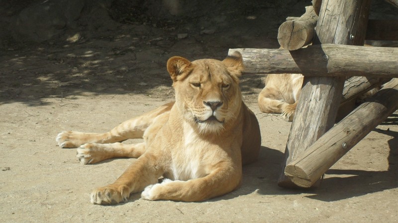 ZOO Kosice 2012  1.JPG