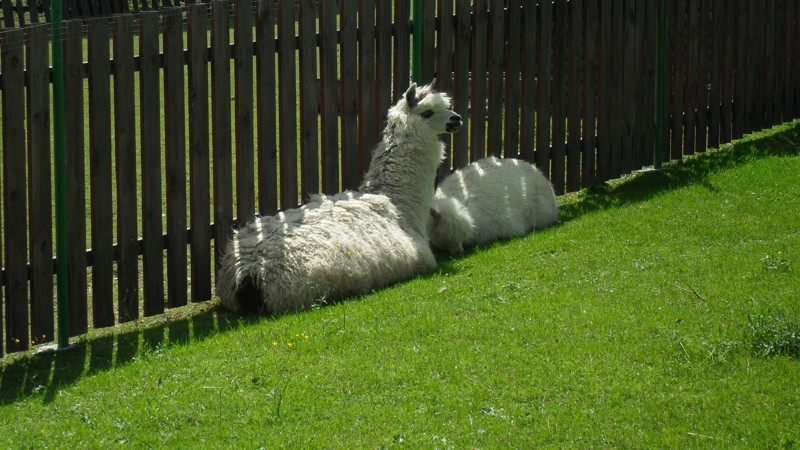 ZOO Kosice 2012  13.JPG