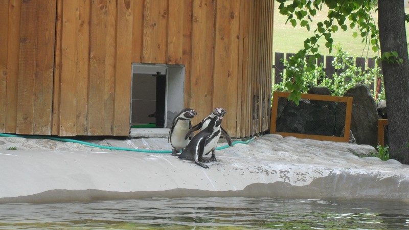 ZOO Kosice 2012  20.JPG