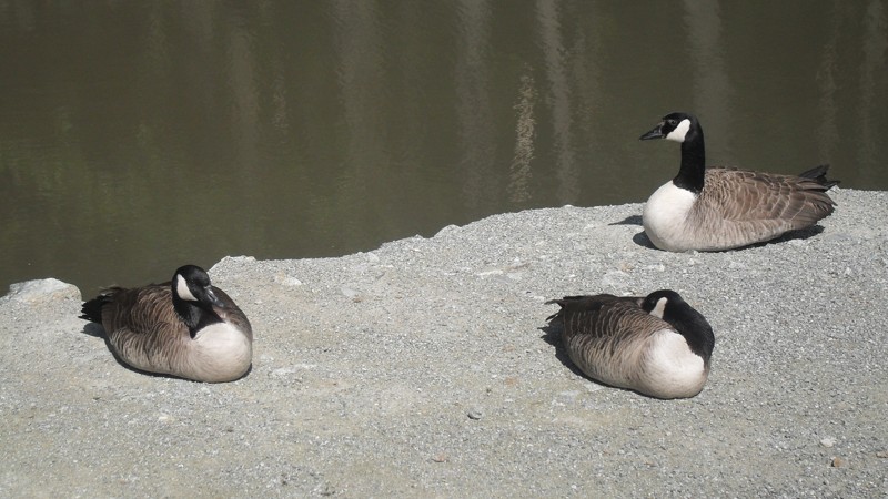 ZOO Kosice 2012  4.JPG