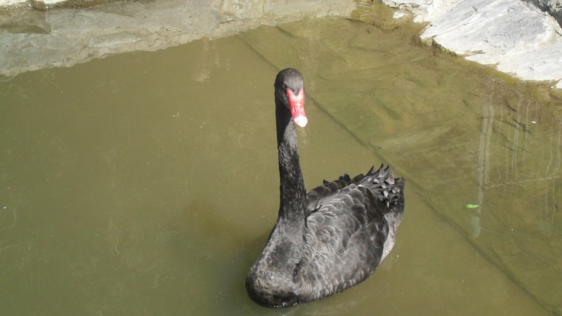 ZOO Kosice 2012  5.JPG