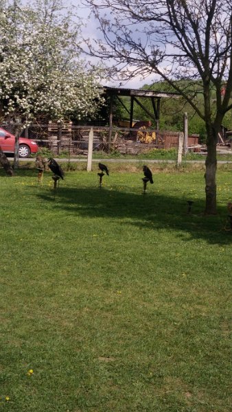 Sokoliari Kurima 24.jpg